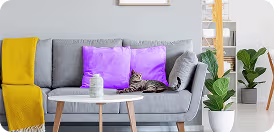 кот на диване